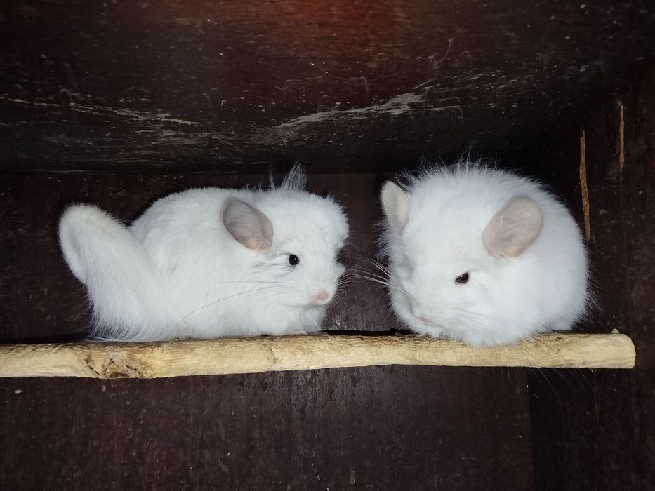 Две ангоры девочки