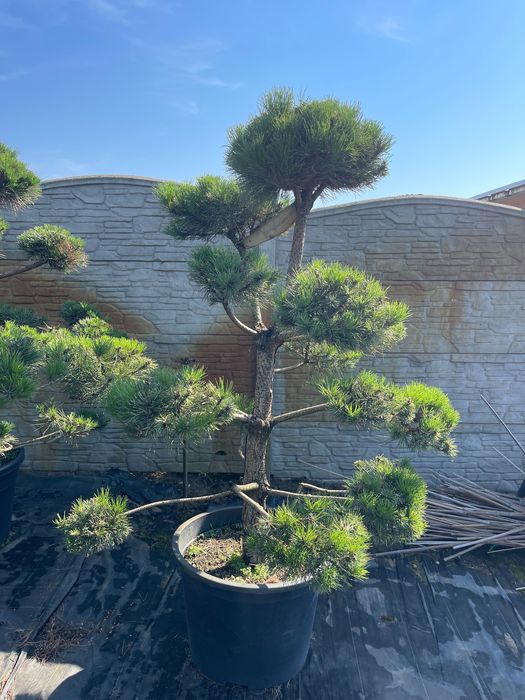 Bonsai Sosna Czarna Niwaki 180-200 cm Cena 2500 zł