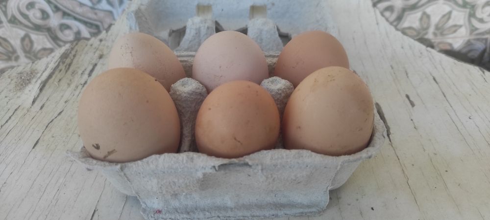 Ovos Galinha Galados