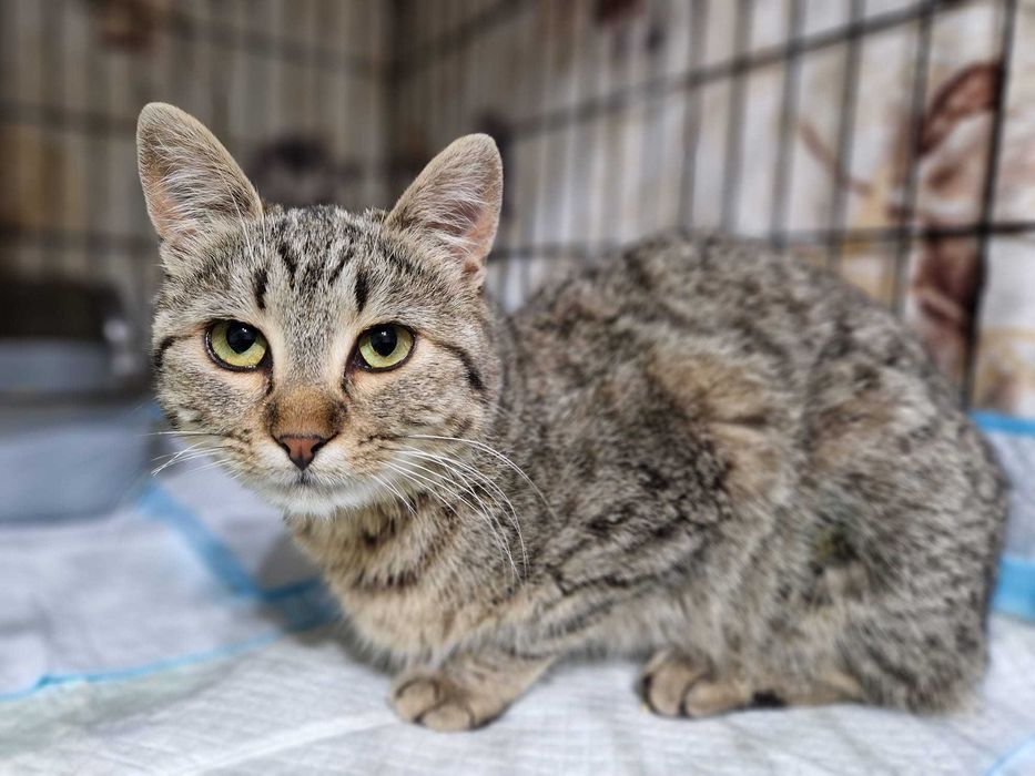 Calineczka i Lepik. Parka kotów do domu wychodzącego