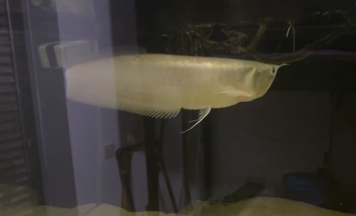 Arowana silver +40cm