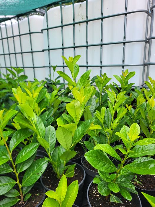 Katalpa, Katalpy, Surmia, Drzewka ozdobne PROMOCJA