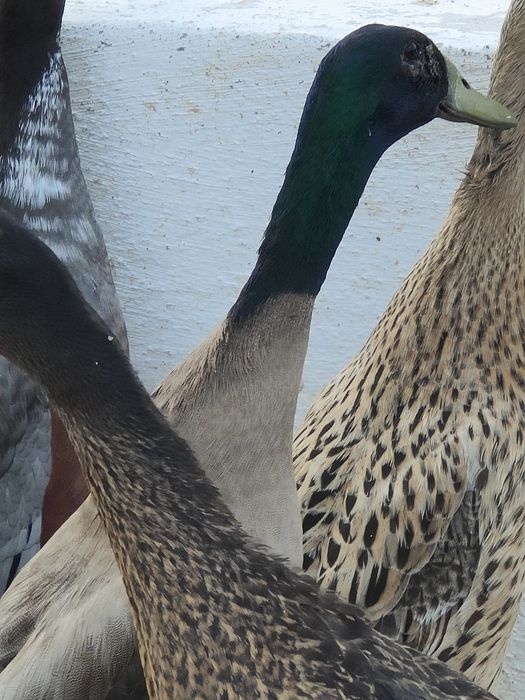 Pato corredor Indiano macho