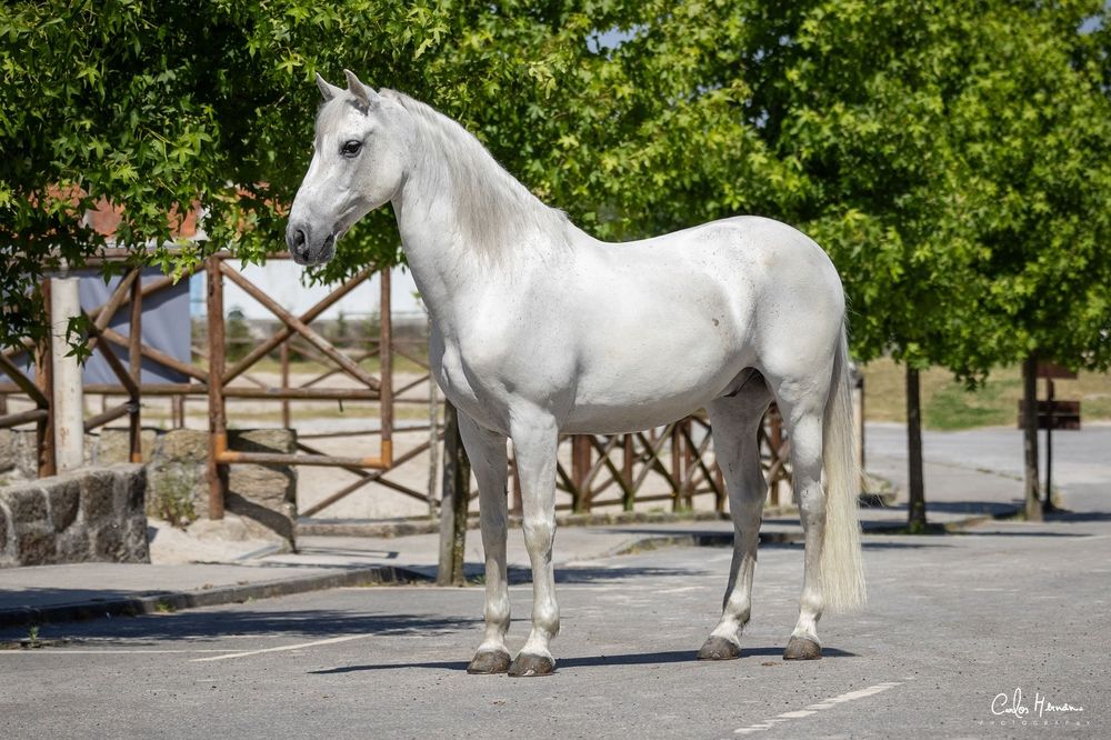 Cavalo Lusitano Ruço