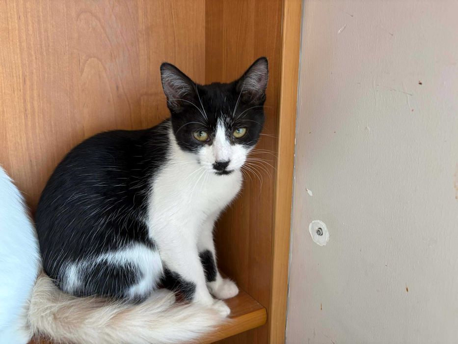 Kochana koteczka do adopcji