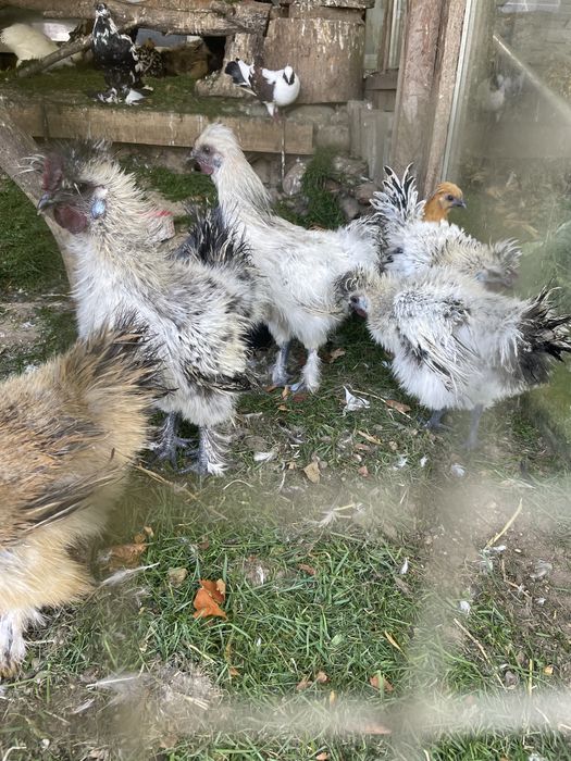 Koguty ozdobne z zeszłego roku