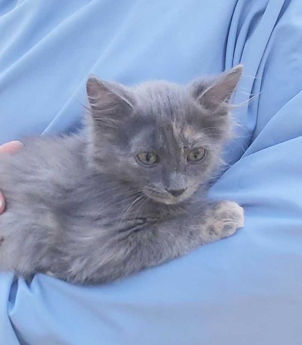 Ненсі кошеня 2 місяці дівчинка кошенята котенок котята киця кішка