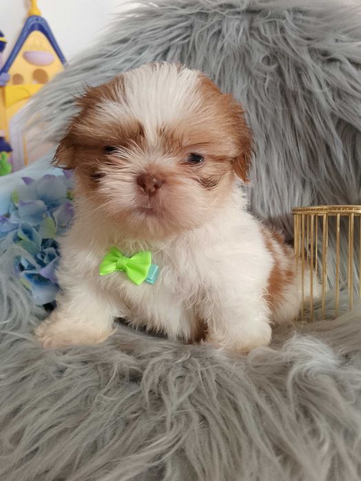 GOTOWY DO ODBIORU śliczny piesek rasy Shih-Tzu