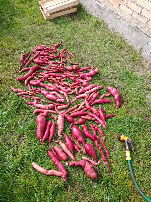 Батат Вінницький рожевий та Ліра