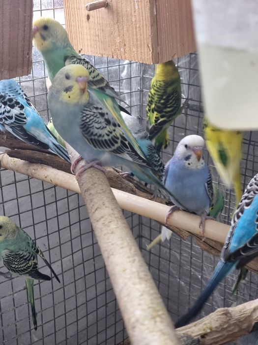 Periquitos australianos