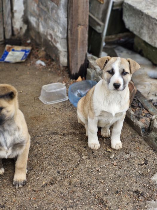 Цуценята шукають домівку