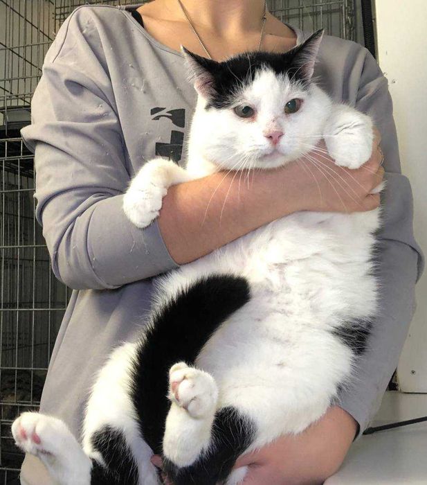 Котик Семен шукає свою родину!