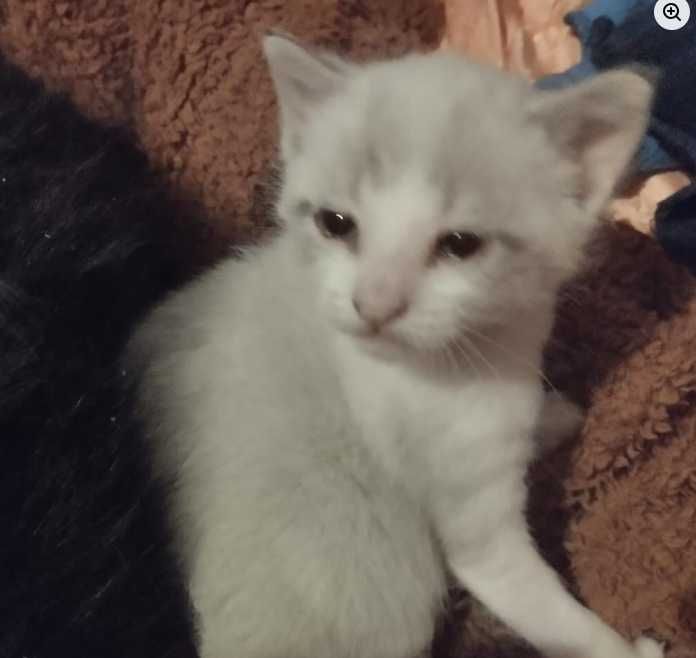 Dois gatinhos e a mãe deles