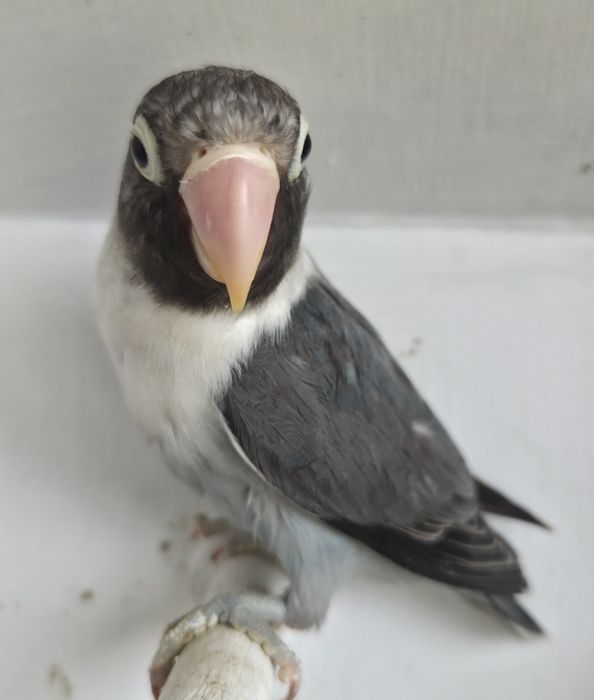 Nierozłączki młode