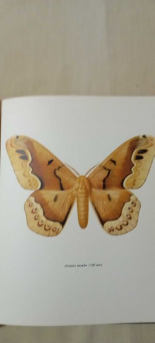 Livro de Borboletas Beautiful moths Capa dura – Ilustrado, 1966