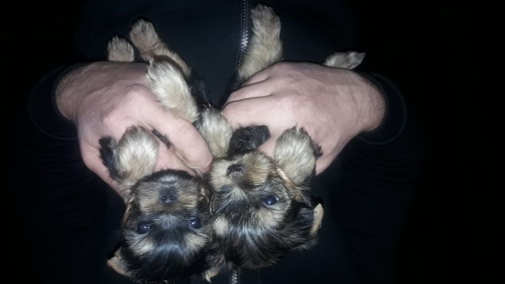 Дети Йорка с документами