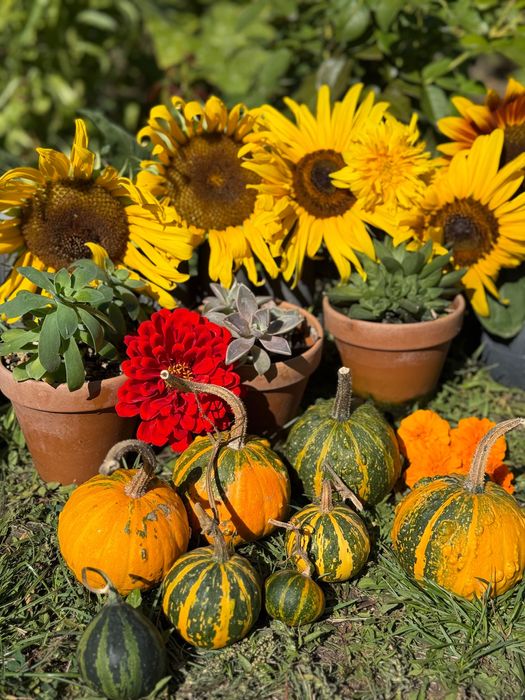 Насіння декоративних гарбузів, гарбуз