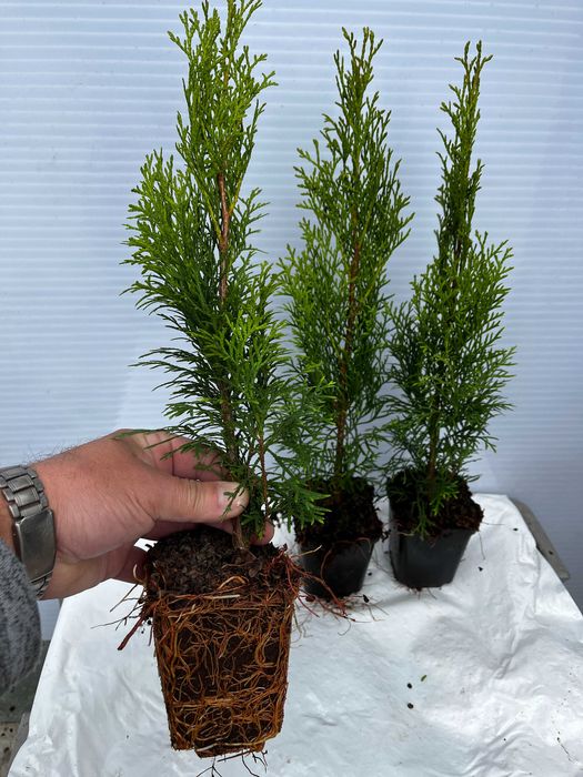 Thuja, Tuja Miriam, Brabant,Smaragd,Morgan