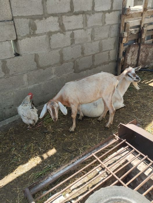 Козочки продам козенята