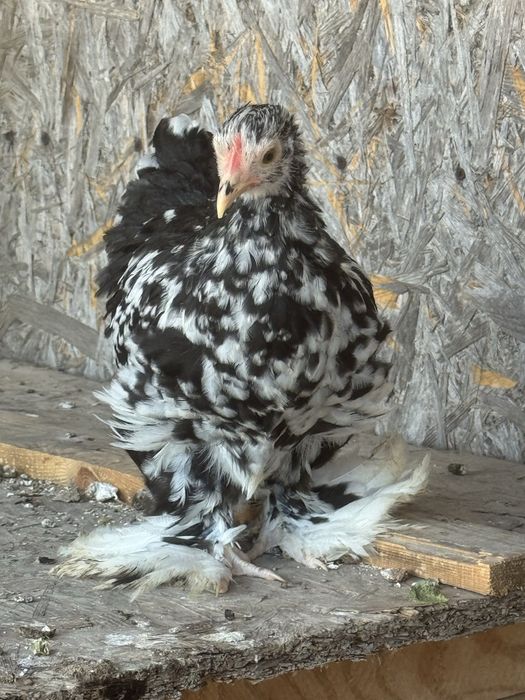 Карликовый кохинхин. Декоративные куры