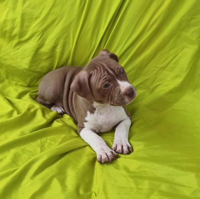 American pitbull red nose macho