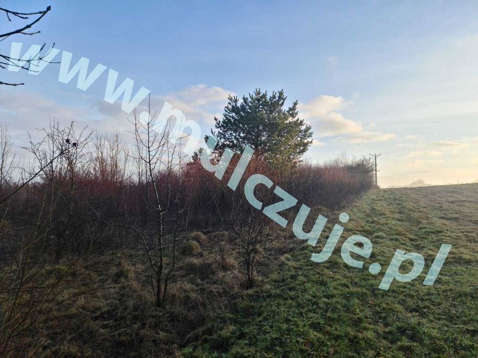 Oczyszczanie działki Myślenice | krzaki, samosiewy, korzenie