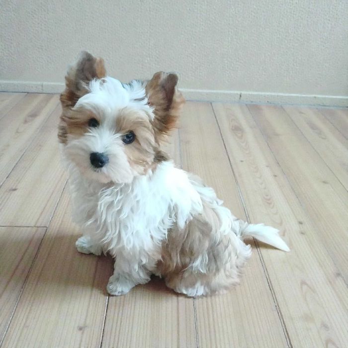 Yorkshire terrier Chłopczyk Noa w umaszczeniu redberry