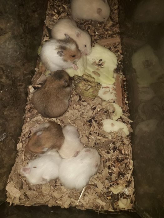 Королівські хом'яки