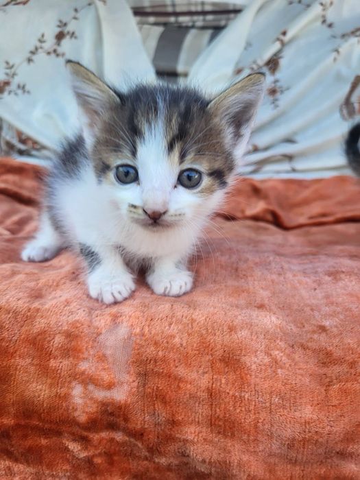 Кошеня хлопчик шукає дім