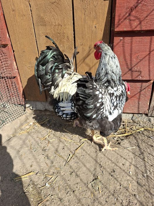 Sprzedam koguty brahm