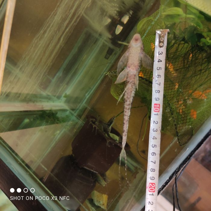 Стурисома панамская ,фарловелла обыкновенная.Гуппи,анциструсы,цихлиды