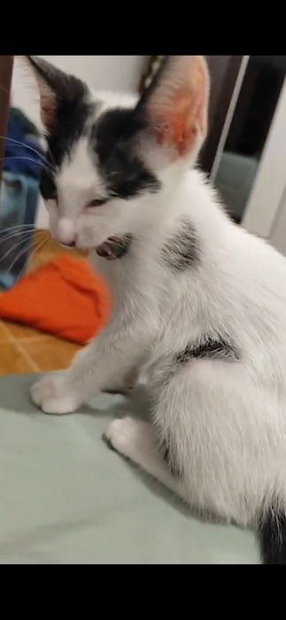 Gatinho bebé para adoptar