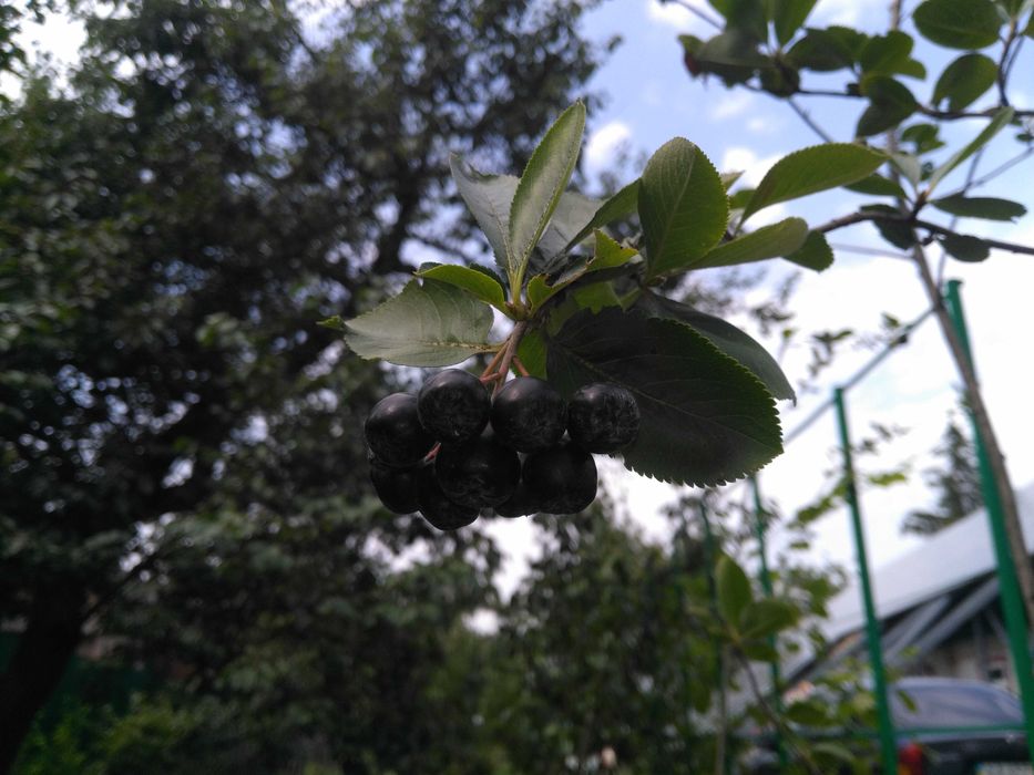 Саджанці аронії (чорноплідної горобини)