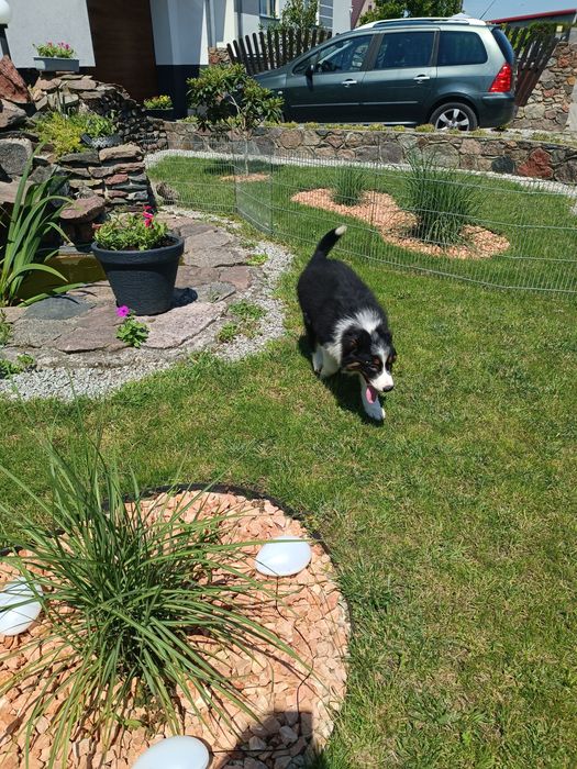 Border Collie – szczeniak
