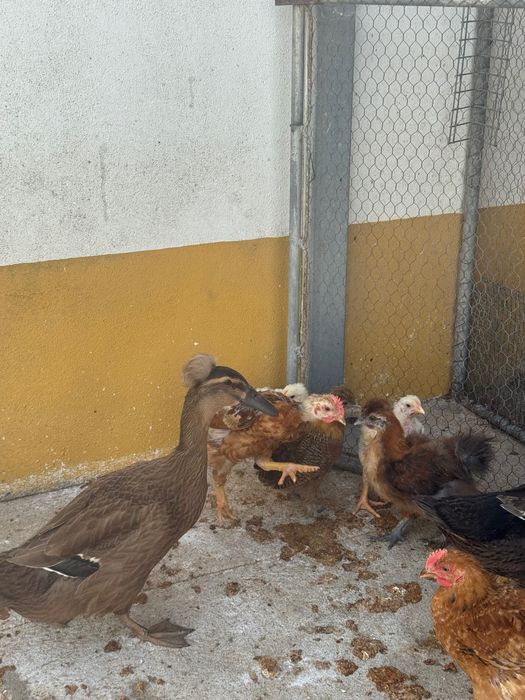 Patos cruzados evora