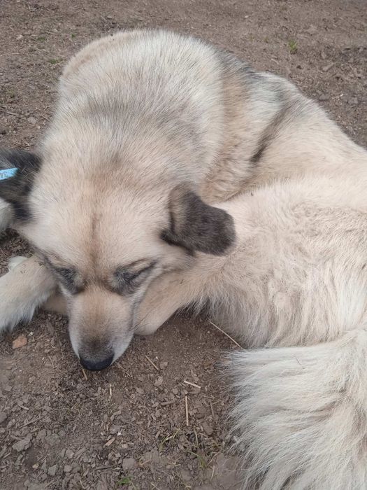 Собачка вже стерилізована.