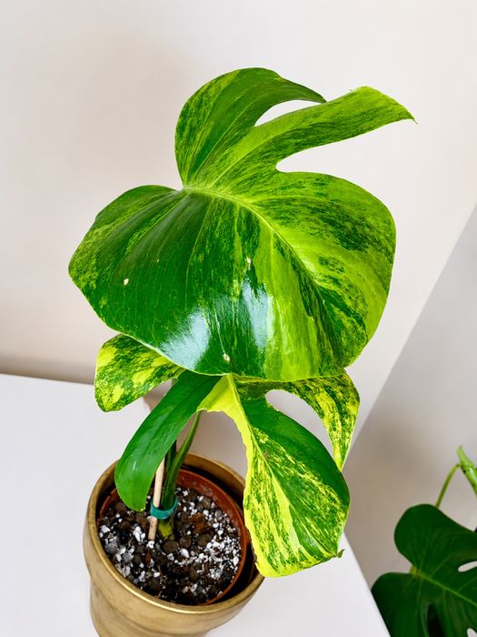 Minstera aurea mint