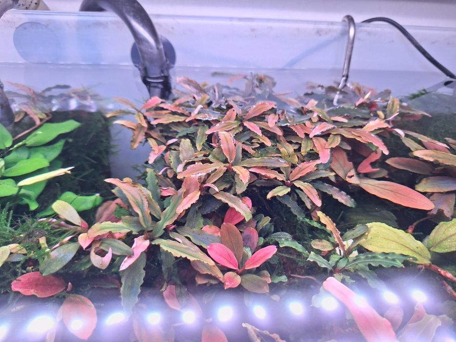Bucephalandra sp. Biblis Red