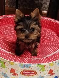 Йоркширский терьер мальчики и девочки