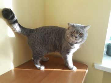 В'язка котів британців