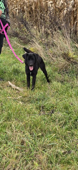 Labubu , roczny Samiec