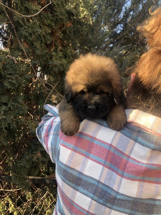 Тибетский мастиф