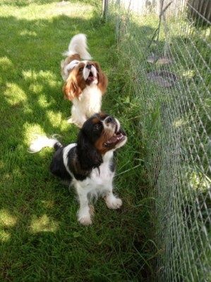 Cavalier King Charles Spaniel dorosły