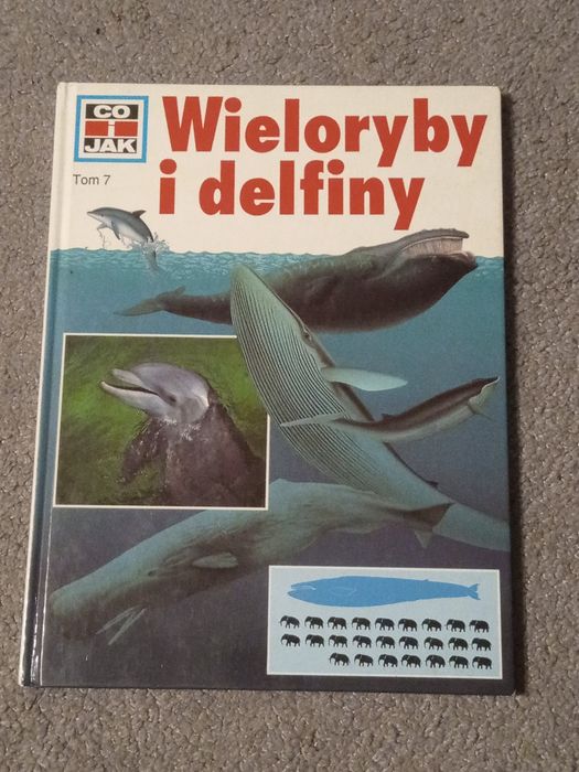 Wieloryby i delfiny co i jak