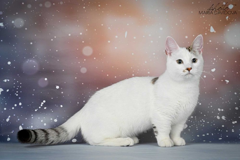 Котик манчкін 2.5 роки