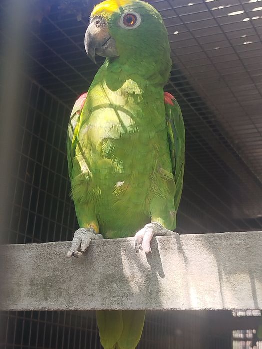 Amazona ochrocephala