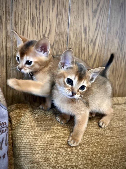 Абіссинські кошенята абиссинские котята