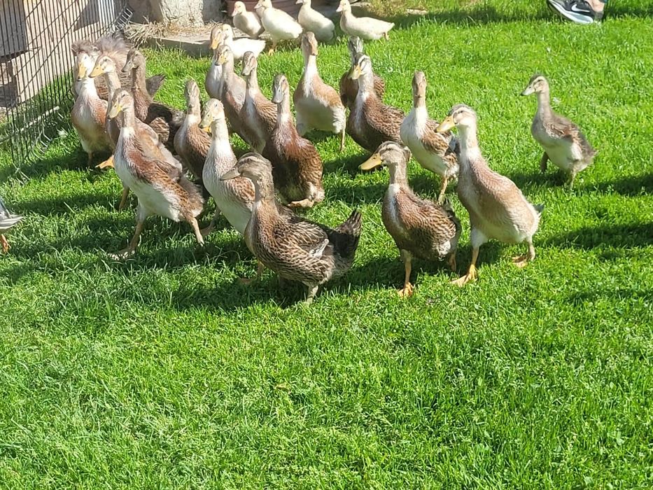 Kaczki biegusy i staropolskie