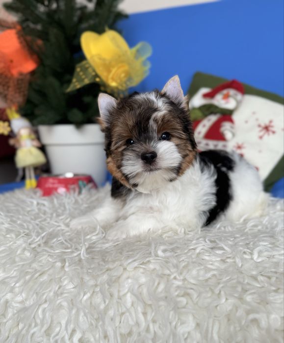 Бівер терʼєр хлопчик КСУ