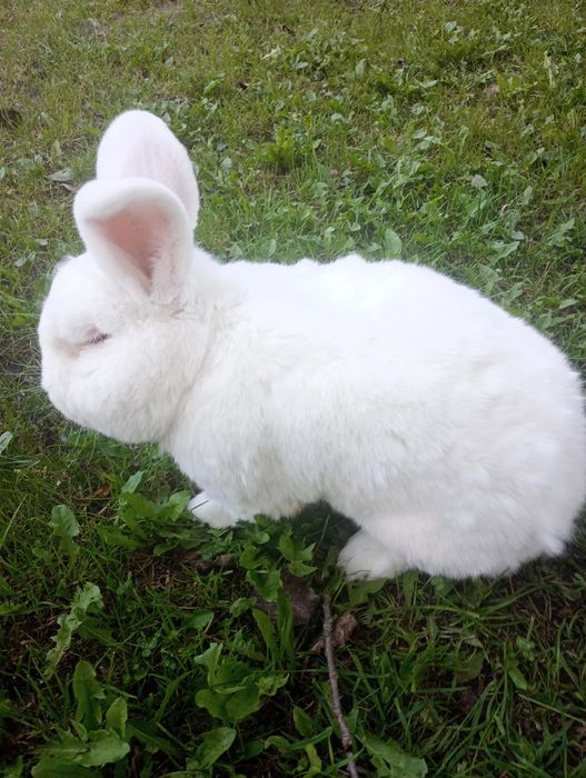 Nowozelandzkie Białe